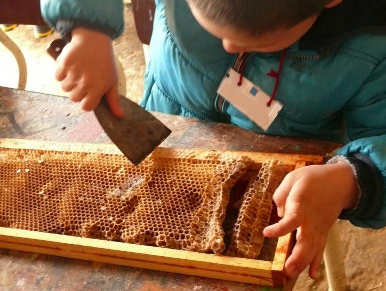Découverte du métier d'apiculteur